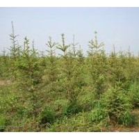 供應(yīng)云杉 3公分小苗至5米大樹