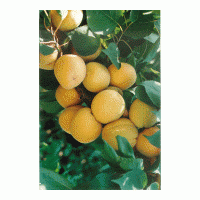 出售陜西綠化苗木 陜西果樹苗木 陜西苗木