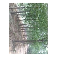 供應(yīng)銀杏樹(shù)