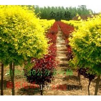 河北金葉榆 速生柳，饅頭柳，旱柳，漳河柳，垂柳，金絲黃柳