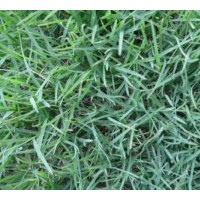 大量低價供應(yīng)各種草坪：馬尼拉草坪，高羊茅草坪，矮生百慕達(dá)草坪
