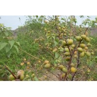 供應(yīng)5-15公分山桃樹 山杏樹 山楂樹耐寒樹種