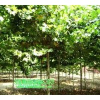 供河南法桐（法桐價格參考）