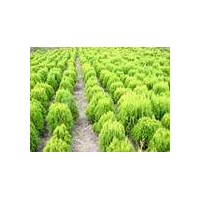 6-12公分白蠟，瓜子黃楊專售