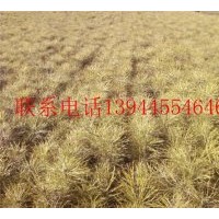 出售樟子松2年苗