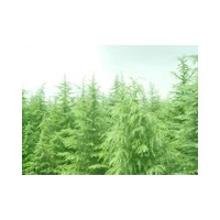 基地銷售籽播雪松 紅葉石楠球 紫薇