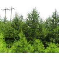 供應(yīng)白皮松綠化工程用苗木