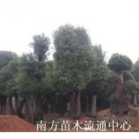 供重慶30公分移栽香樟