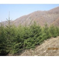 綠化大苗，工程苗，云杉現(xiàn)貨供應(yīng)