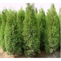 河北綠林園藝苗木熱銷北京檜