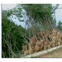供應(yīng)櫸樹 桂花