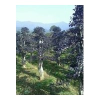 長期供應(yīng)：紅繼木 榔榆樹 羅漢松 桂花樹