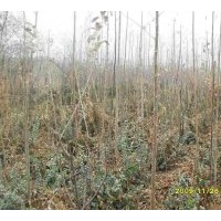 大量供應唐山刺槐、臭椿