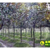 廣玉蘭基地直銷廣玉蘭