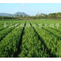 常年可供應(yīng)金邊黃楊、金葉女貞、紅花繼木、八角金盤、紫薇、夾竹