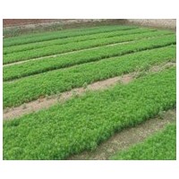 急售 樟子松 油松