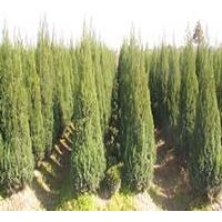 出售刺柏 廣玉蘭 桂花 石楠 雪松 紅楓