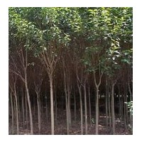 出售小葉女貞、大葉女貞、金邊黃楊、法國冬青