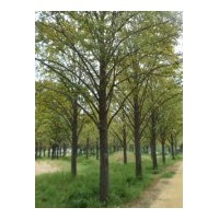 大量供應(yīng)規(guī)格2-80公分銀杏實(shí)生樹 嫁接樹