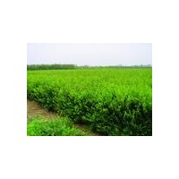 供河南小葉女貞10000000棵