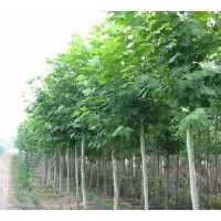 綠源供應優(yōu)質(zhì)落葉喬木法桐