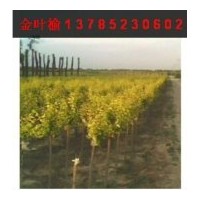 供應(yīng)1-10公分優(yōu)質(zhì)金葉榆