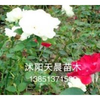 柚子灌木月季特價(jià)供應(yīng)