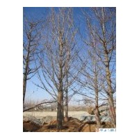 專供2-80公分銀杏實生苗、嫁接苗。櫻花、皂角、石榴