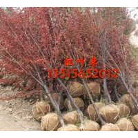 供紅葉李 大葉女貞 香樟 廣玉蘭 烏桕 三角楓 垂柳 石楠