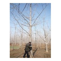 經營銀杏苗木、銀杏葉、銀杏果