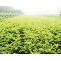 紫穗槐培育合作社 供應(yīng)大量 各種規(guī)格的紫穗槐