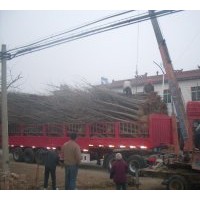 在裝車的銀杏樹