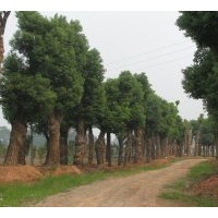 湖南大型移栽香樟基地專供移植二年的各種規(guī)格的存活香樟。