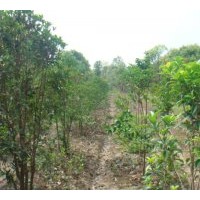 出售桂花，規(guī)格齊全