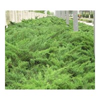 河北常青苗木沙地柏、側(cè)柏批發(fā)基地