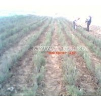 供叢生檉柳冠幅30---300cm。 檉柳樹2---30cm。 球形檉柳6公分以