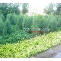 出售高度1.2米的望都塔檜