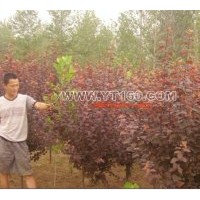 大量出售 金葉槐 金枝槐 金葉榆 欒樹 垂柳 龍爪槐 火炬