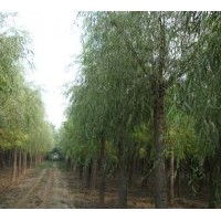 金絲柳，垂柳，速生柳，國槐，錢頭椿，西府海棠供應(yīng)