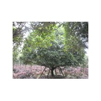 出售大地籠桂花