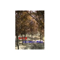 供紅葉李 紅楓，三角楓，重陽木，黃連木，含笑，美人梅，海桐球