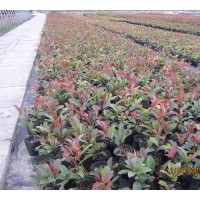 供應 紅葉石楠 桂花