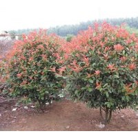 供應(yīng)大量精品紅葉石楠球