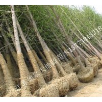 供銀杏樹5-35公分苗木。江蘇