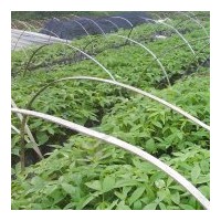 出售美麗木棉 細(xì)葉欖仁、黃槐、秋楓、五味子