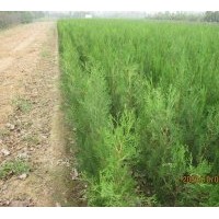 供應(yīng)1-2米側(cè)柏苗
