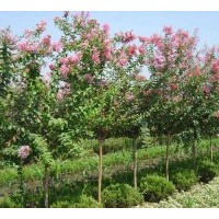 專供2-5公分紫薇（百日紅）