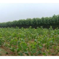 供1-40千頭椿,臭椿,白臘,合歡,柳樹,毛白楊.法桐