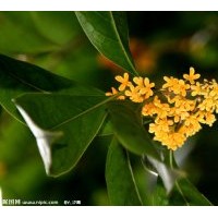 供應(yīng)規(guī)格在4-5-6-7-8-10-12cm的金桂