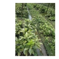 大量供應(yīng)灑金珊瑚 桂花、樂(lè)昌含笑、擬單性木蘭、臭椿、香樟、火